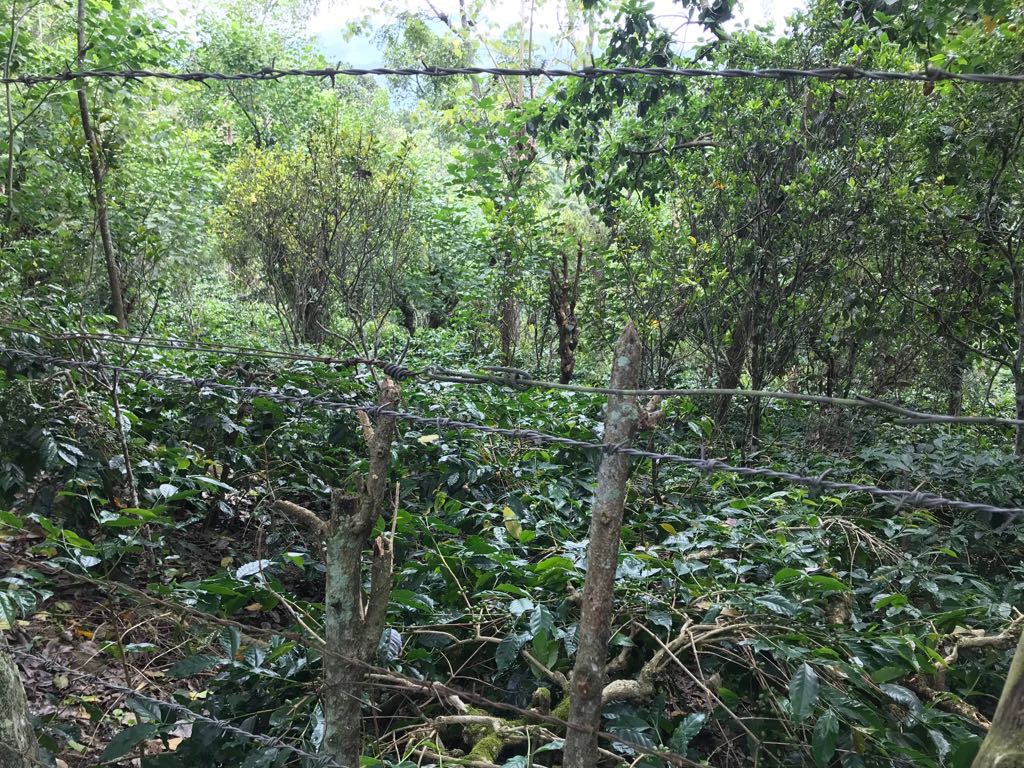 Pillar Coffee Estates